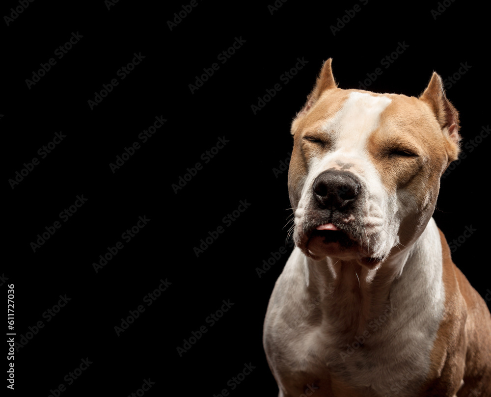 american staffordshire terrier dog smirky face portrait in the studio on a black background