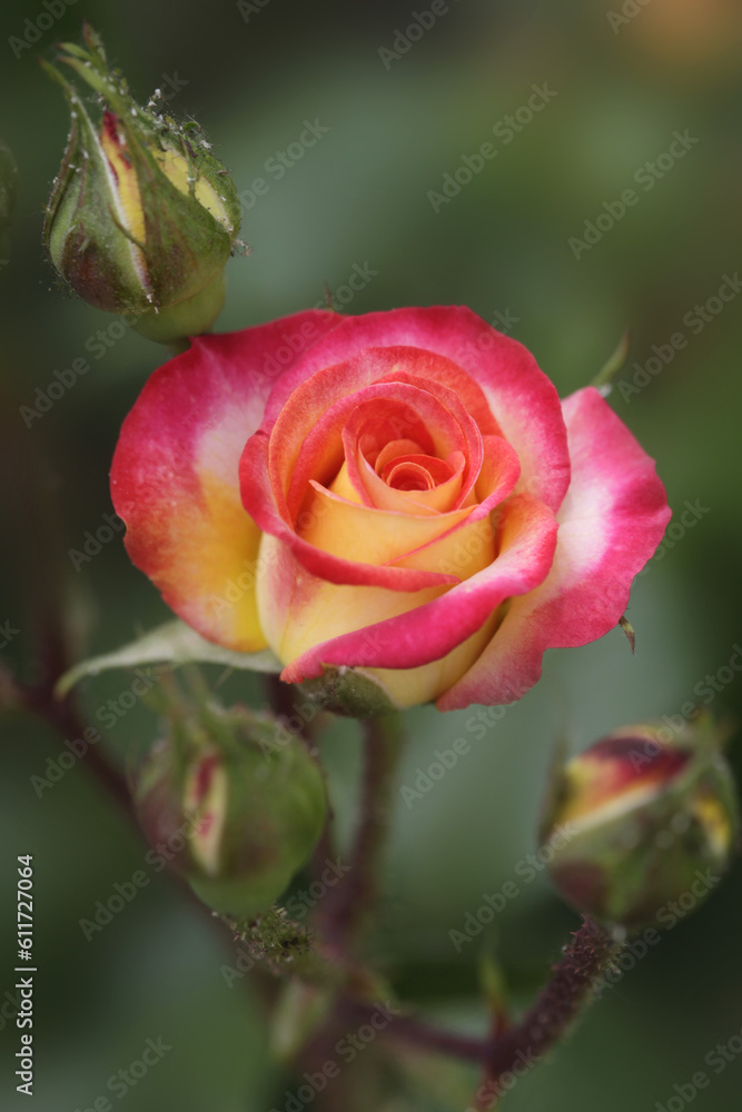 Colorful roses in summer garden Colorful roses in summer garden