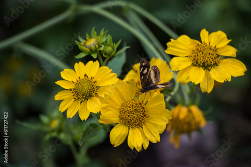 flor y mariposa