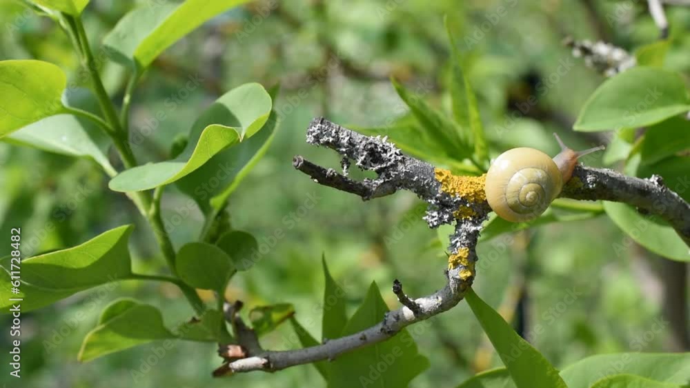 Closeup of a yellow grove snail balancing on the lilac branch Closeup of a yellow grove snail balancing on the lilac branch