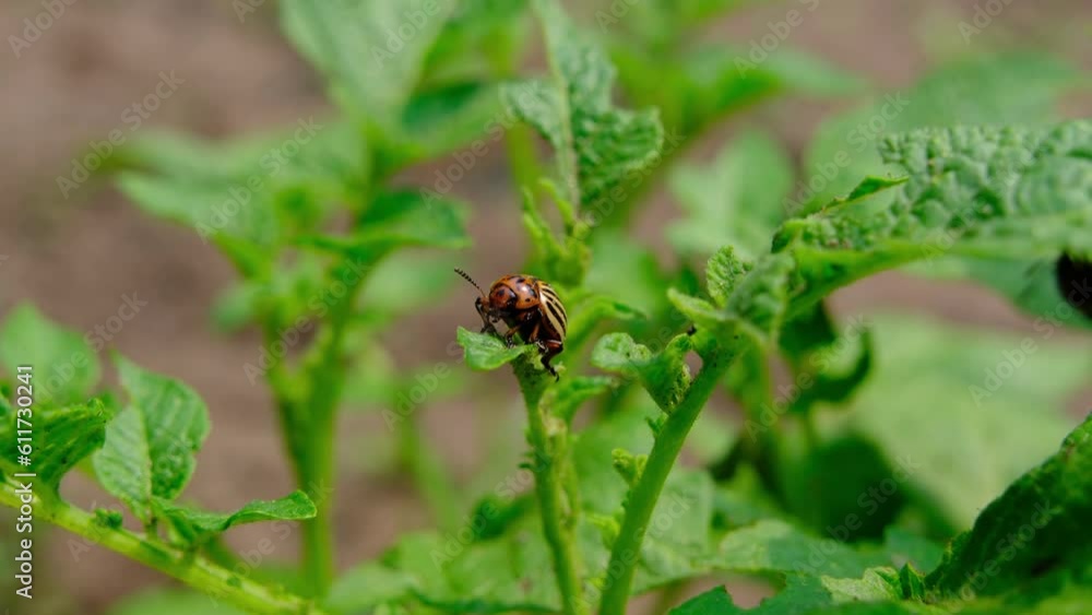 Potato beetle on the top of the plant leaf feeding on it destroying crop. Potato beetle on the top of the plant leaf feeding on it destroying crop.