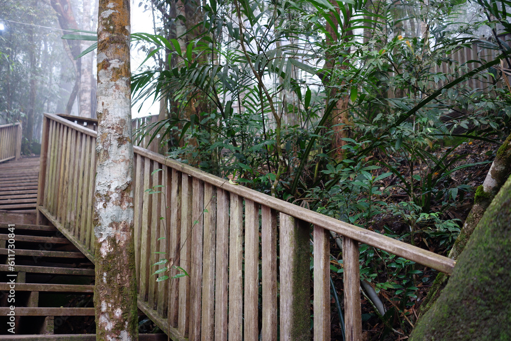 Wooden stairs in the forest. Wooden stairs in the forest.