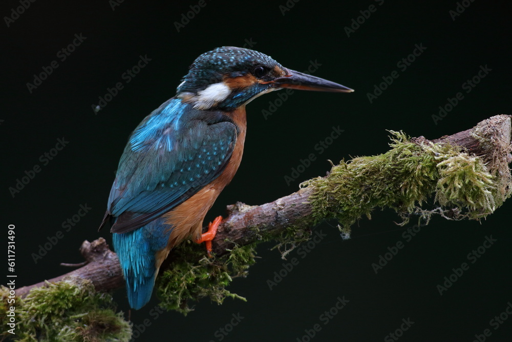 Fototapeta premium Common Kingfisher