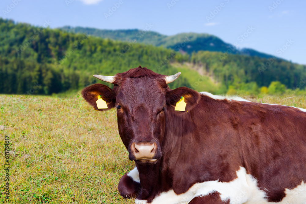 Cow pasture. Cow on green meadow over beautiful landscape. Agriculture concept background Cow pasture. Cow on green meadow over beautiful landscape. Agriculture concept background