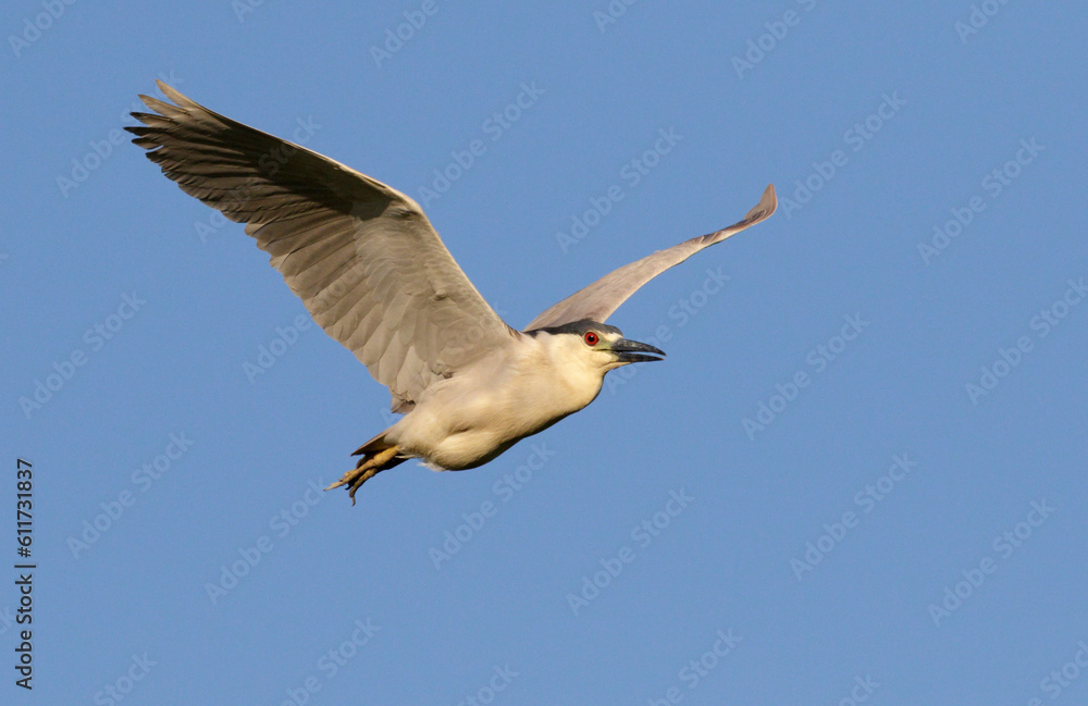 Black-crowned night heron (Nycticorax nycticorax) flying, Houston area, Texas Black-crowned night heron (Nycticorax nycticorax) flying, Houston area, Texas