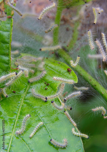 Web nest of fall webworms, caterpillars of the Fall Webworm Moth (Hyphantria cunea) also known as Eastern tent caterpillar, Gypsy moth, Texas photo