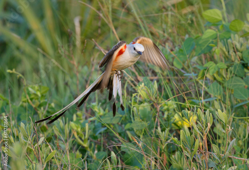Billede på lærred Scissor-tailed flycatcher (Tyrannus forficatus) male flying, Galveston, Texas, USA