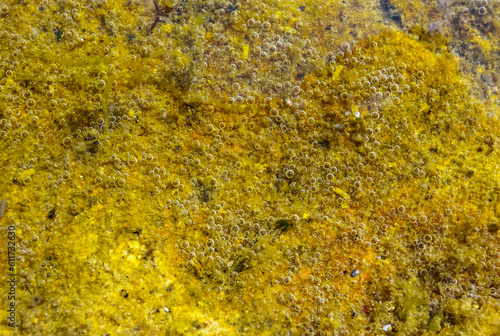 Oxygen bubbles released by algae growing on a stone at low tide, Black Sea