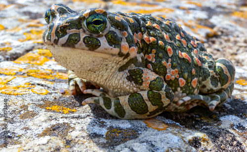 The European green toad (Bufotes viridis), Crimea
