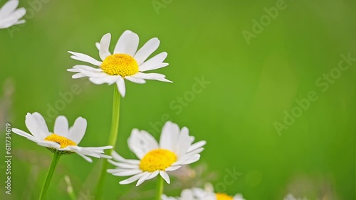 Beautiful chamomile flowers on a green grass background swaying in the wind photo