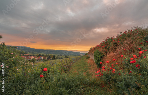 Mohnblumen in der Pfalz