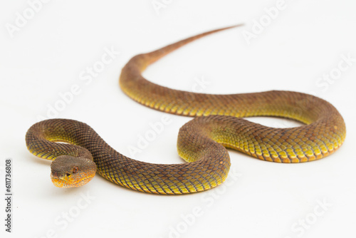 Trimeresurus purpureomaculatus mangrove pit viper snake or shore pit viper isolated on white background