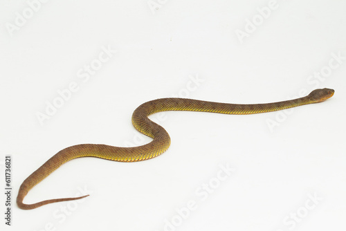 Trimeresurus purpureomaculatus mangrove pit viper snake or shore pit viper isolated on white background
