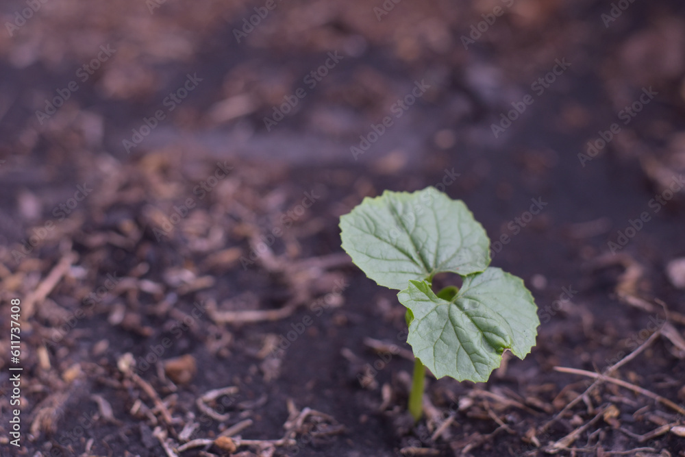 Organic Bitter melon sapling, Bitter Gourd Seedling in Pot on Blur Brown Soil Background Organic Bitter melon sapling, Bitter Gourd Seedling in Pot on Blur Brown Soil Background