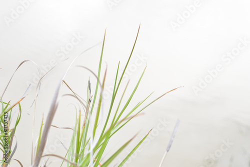 Vetiver Grass (Chrysopogon zizanioides) Beside the Pond on Blurred Water Background photo
