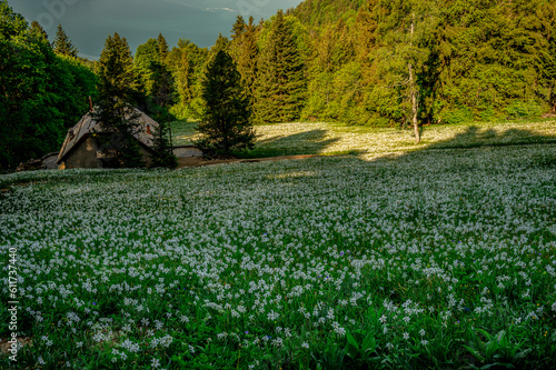 Landscape with mountains and sky. White Daffodils Blooming in spring. Narcissus poeticus. pheasant's eye. Montreux, Switzerland. photo