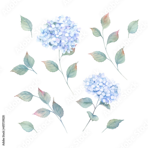 Watercolor hydrangea  set. Botanical design. Hand drawn illustration