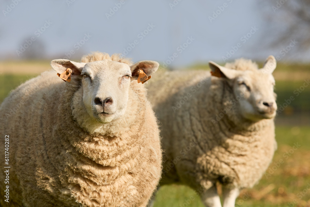 Portrait of two white Flemish sheep