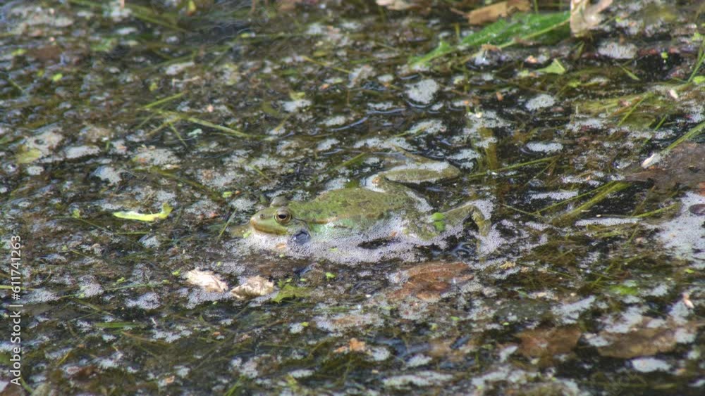 Large green frogs croak very loudly during the mating season in their cozy swamp. Large green frogs croak very loudly during the mating season in their cozy swamp.