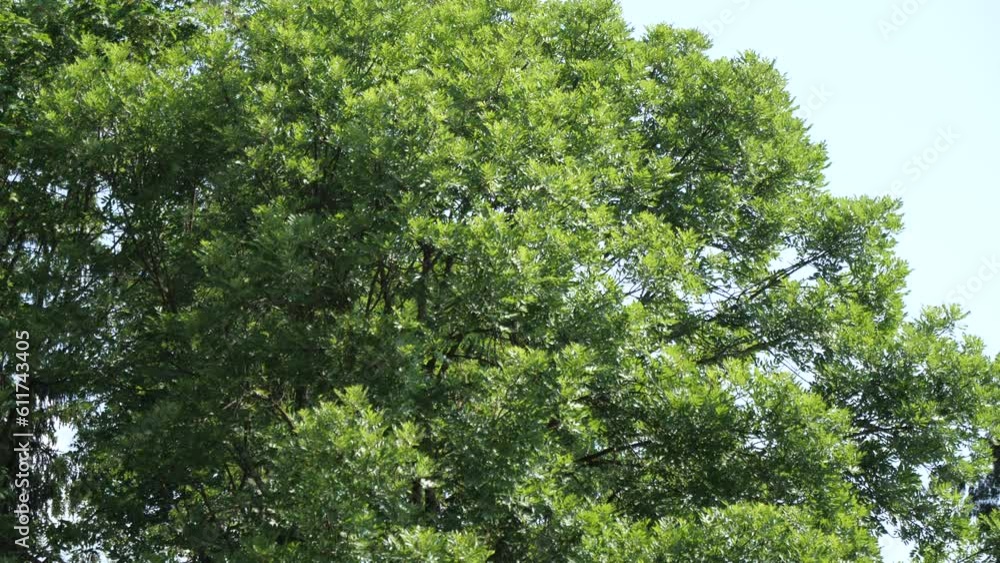 leaves of the tree top moving illuminated by the morning sunlight video leaves of the tree top moving illuminated by the morning sunlight video