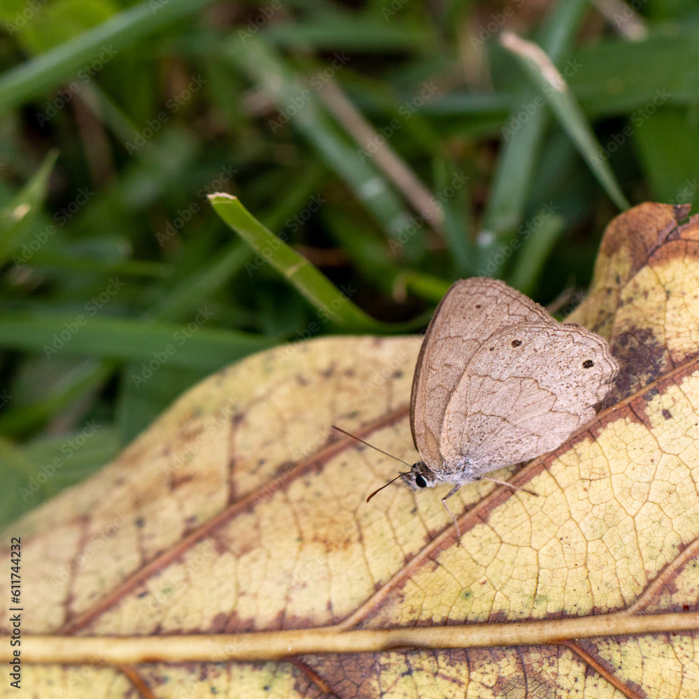 Obraz premium Borboleta