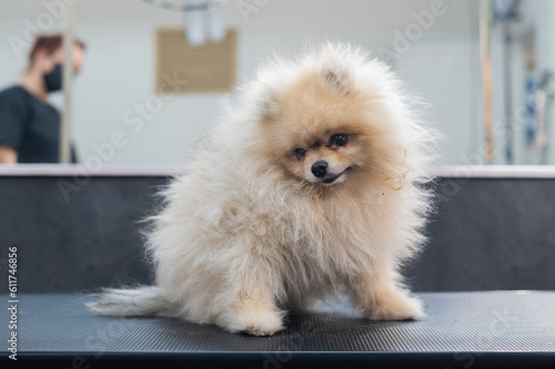 Funny spitz dog after washing and drying in a grooming salon. 