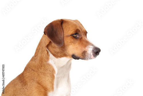 Photos Curios dog looking sideways
