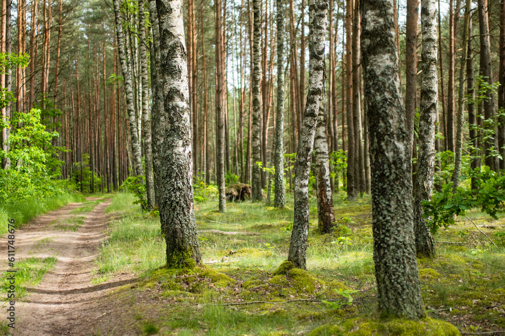 Beautiful mixed pine and deciduous forest, Lithuania Beautiful mixed pine and deciduous forest, Lithuania