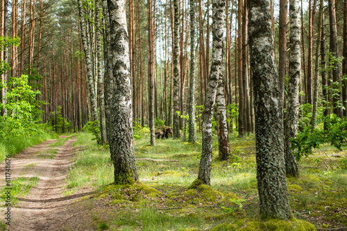 Beautiful mixed pine and deciduous forest  Lithuania