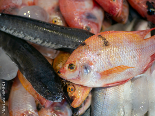 Snakehead fish (Channa striata) and red tilapia or mujair fish (Oreochromis niloticus) in the ice box photo