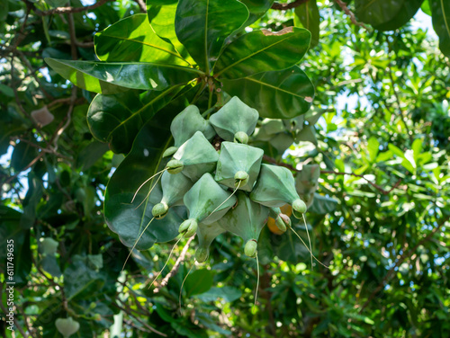 Keben, Barringtonia asiatica fruits, fish poison tree, sea poison tree, mangrove tree photo