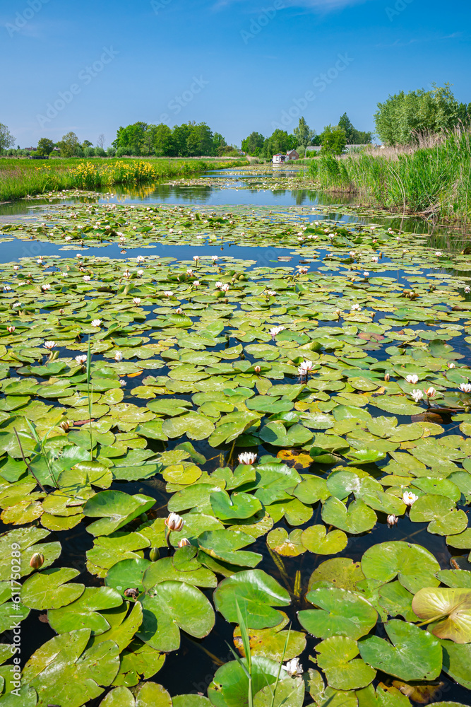 Perspective view of large leaves of waterlily plants in a canal in the Dutch landscape near Gouda, Holland Perspective view of large leaves of waterlily plants in a canal in the Dutch landscape near Gouda, Holland