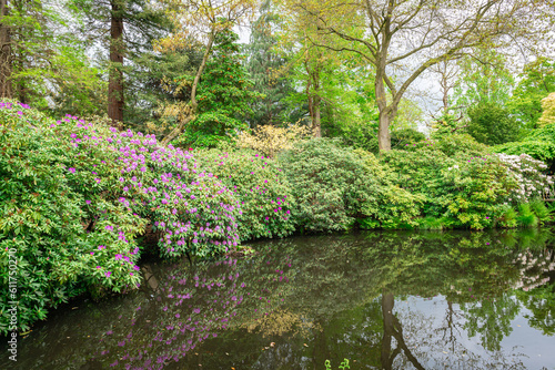 Scenic Rhododendron in bloom along the waterside in a botanical garden
