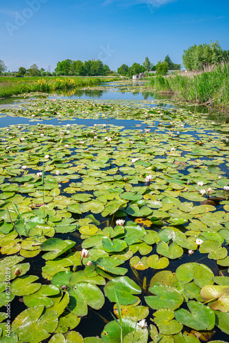 Perspective view of large leaves of waterlily plants in a canal in the Dutch landscape near Gouda, Holland © Menyhert