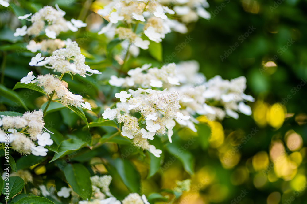 Tender flowers of hydrangea arborescens, backlit by the low evening sun in summer. Hortensia flowering in summer garden. Tender flowers of hydrangea arborescens, backlit by the low evening sun in summer. Hortensia flowering in summer garden.