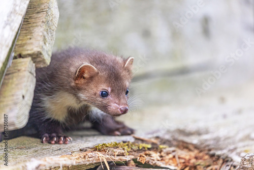 Cute young marten is peeking out of an old wooden shed. Horizontally. 