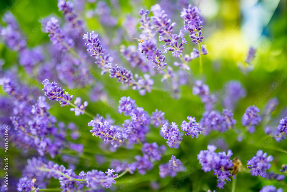 Beautiful lavender flowers blooming in a field at summer Beautiful lavender flowers blooming in a field at summer
