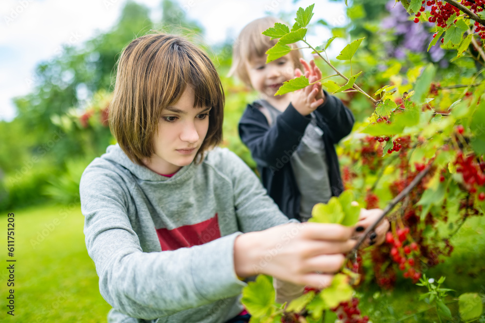 Big sister feeding her toddler brother red currants in a garden on warm and sunny summer day. Fresh healthy organic food for small kids. Big sister feeding her toddler brother red currants in a garden on warm and sunny summer day. Fresh healthy organic food for small kids.