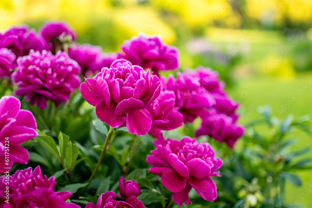 Beautiful pink peonies blossoming in the garden on summer evening.