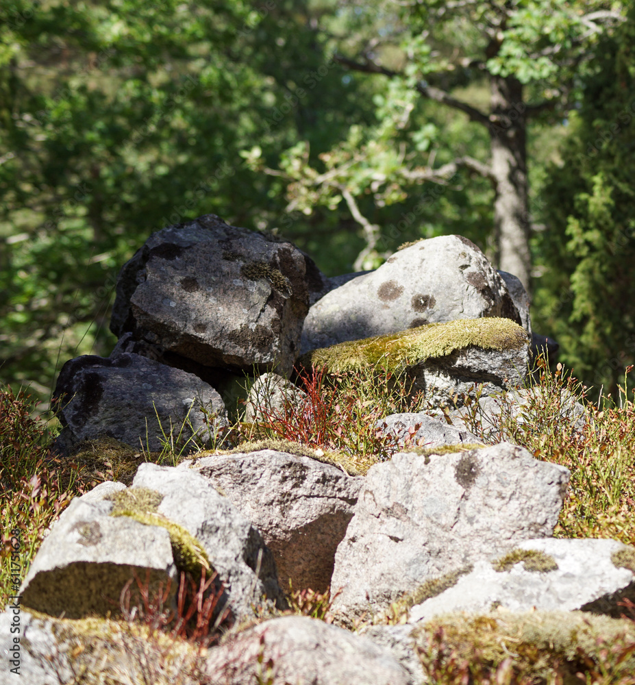 turtle on rocks