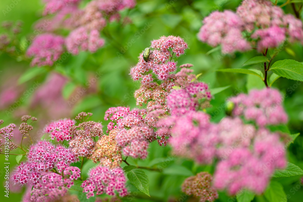 Blooming pink spiraea flowers in the summer garden. Blooming pink spiraea flowers in the summer garden.
