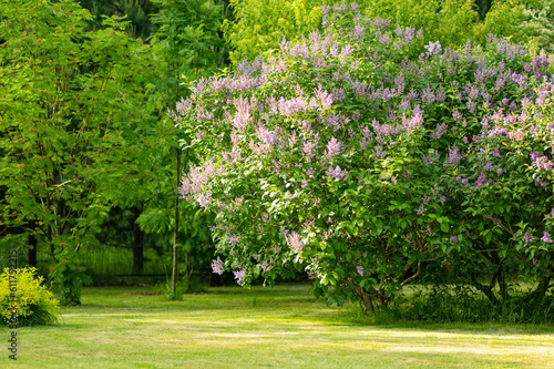 Purple lilac bush on a background of green leaves