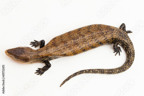 Giant blue-tongued skink lizard or Tiliqua gigas merauke isolated on white background
 photo