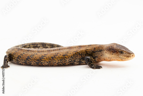Giant blue-tongued skink lizard or Tiliqua gigas merauke isolated on white background
