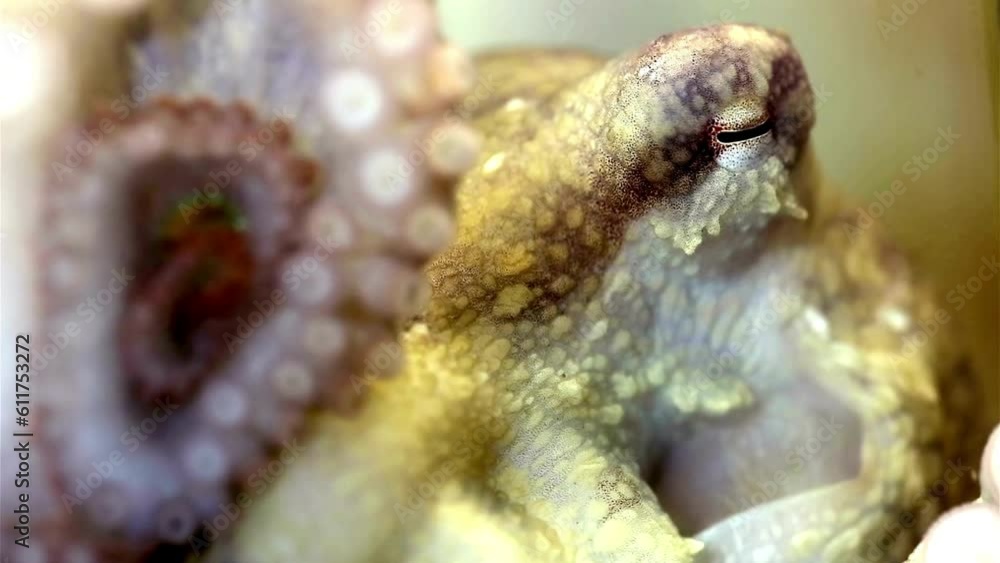 Captivating 4K Close-Up: Baby Octopus Unveiled in Aquarium Splendor Captivating 4K Close-Up: Baby Octopus Unveiled in Aquarium Splendor