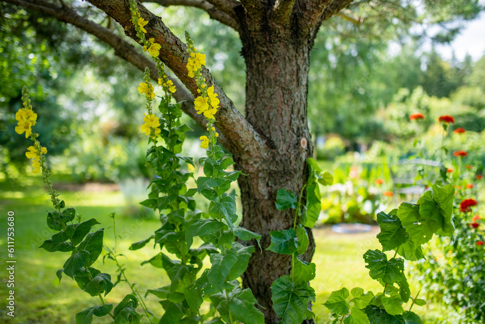 Common mullein flowers blossoming in the garden on summer day. Beautiful yellow flowers of verbascum thapus. Common mullein flowers blossoming in the garden on summer day. Beautiful yellow flowers of verbascum thapus.