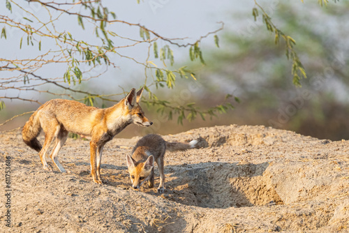 A juvenile Desert Fox with its Mom © YK
