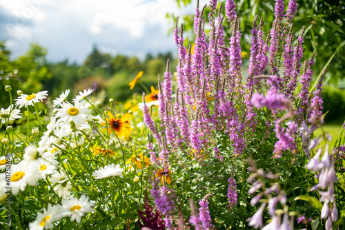 Fototapeta Naklejka Na Ścianę i Meble -  Purple loosestrife flowers blossoming in the garden on sunny summer day. Lythrum tomentosum or spiked loosestrife on a flower bed.