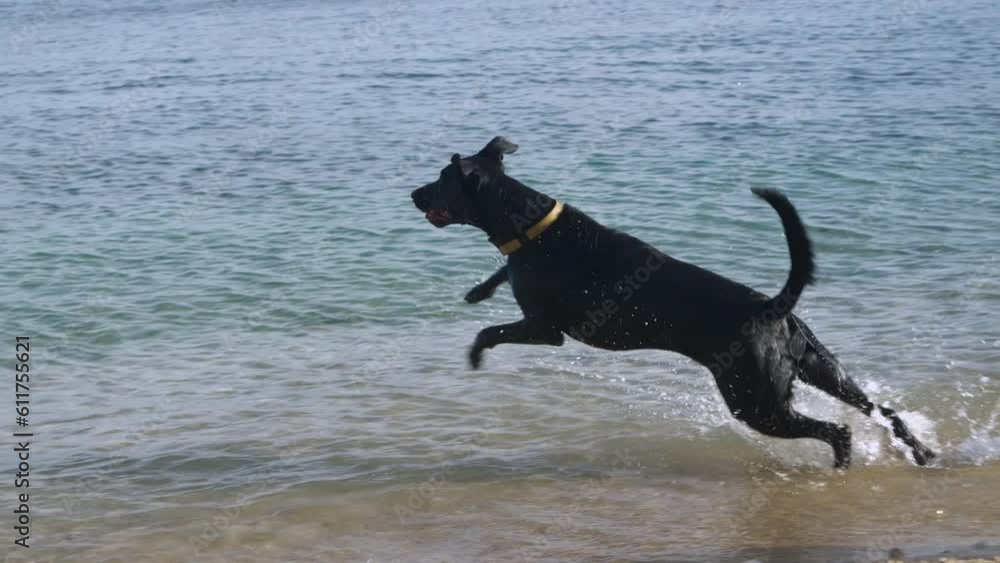 SLOW MOTION: Adorable dogs run and jump into sea after a flying wooden stick. Refreshing dog play while walking on pet friendly beach on island of Hvar. Cute doggies enjoy on walk at Adriatic seaside SLOW MOTION: Adorable dogs run and jump into sea after a flying wooden stick. Refreshing dog play while walking on pet friendly beach on island of Hvar. Cute doggies enjoy on walk at Adriatic seaside