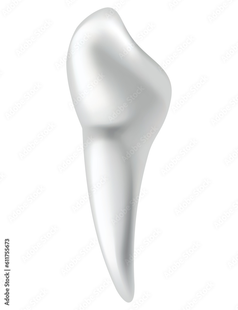 Tooth anatomy. Medical banner or poster illustration. Realistic white tooth mockup. Vector dental symbol. Healthy white tooth Tooth anatomy. Medical banner or poster illustration. Realistic white tooth mockup. Vector dental symbol. Healthy white tooth